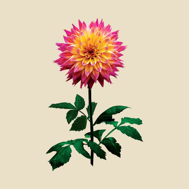 Pink and Yellow Dahlia by SusanSavad