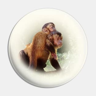 Tufted capuchins Pin