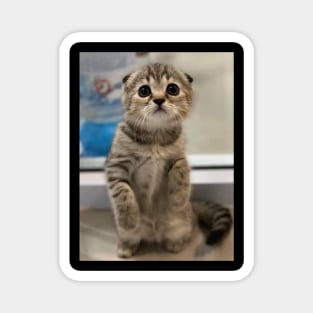 the little cute cats Magnet