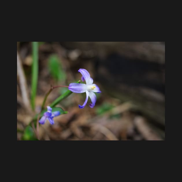 Purple Star Flowers by MidnightRose77