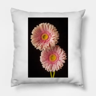 Two Dew Covered Pink Gerbera Daises Pillow