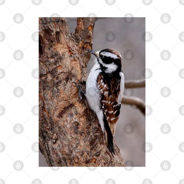 Cinnamon coloured Downy woodpecker by Jim Cumming