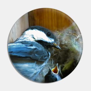 Black-capped Chickadee Inside Its Nest Box With Its Baby Pin