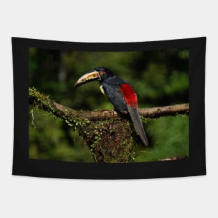 black and red toucan Tapestry