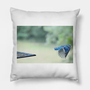 Bluejay in flight Pillow