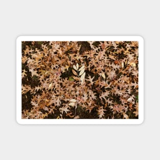 Orange Leaves On Mossy Green Grass Magnet