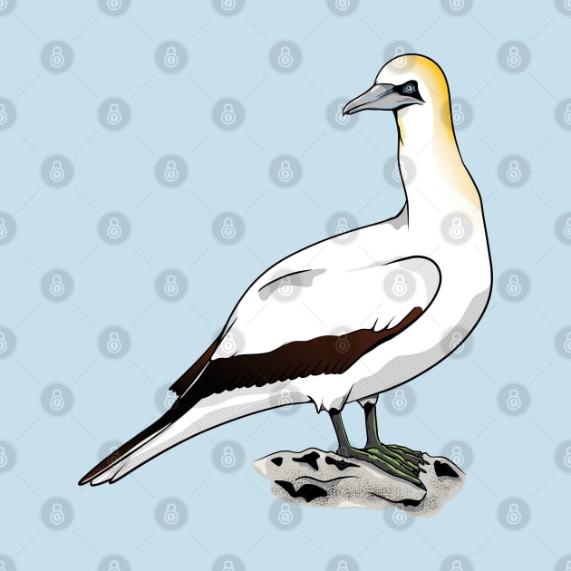 Australasian gannet Tākapu Takapu by mailboxdisco