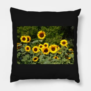 Sunflower, sunflower, (Helianthus annuus) Pillow