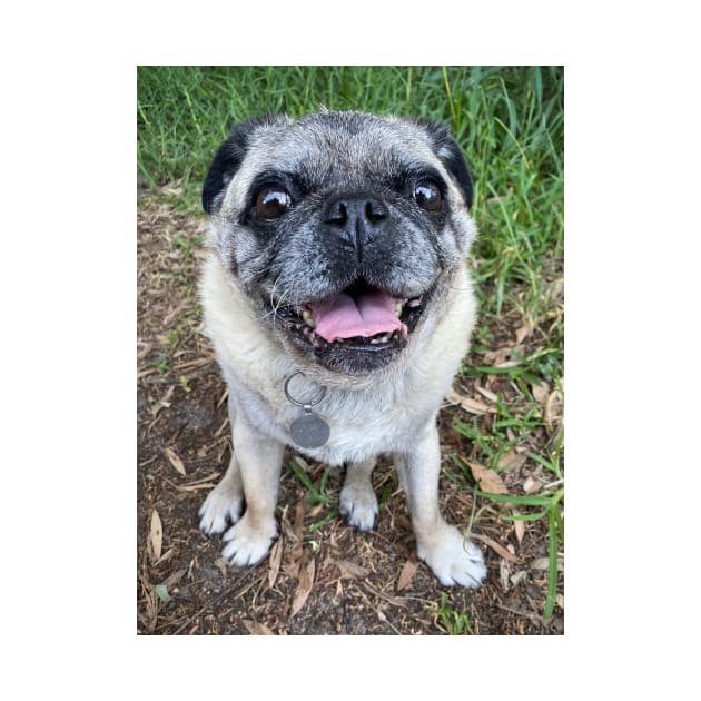 Cute pug dog sitting near grass by Geoff79