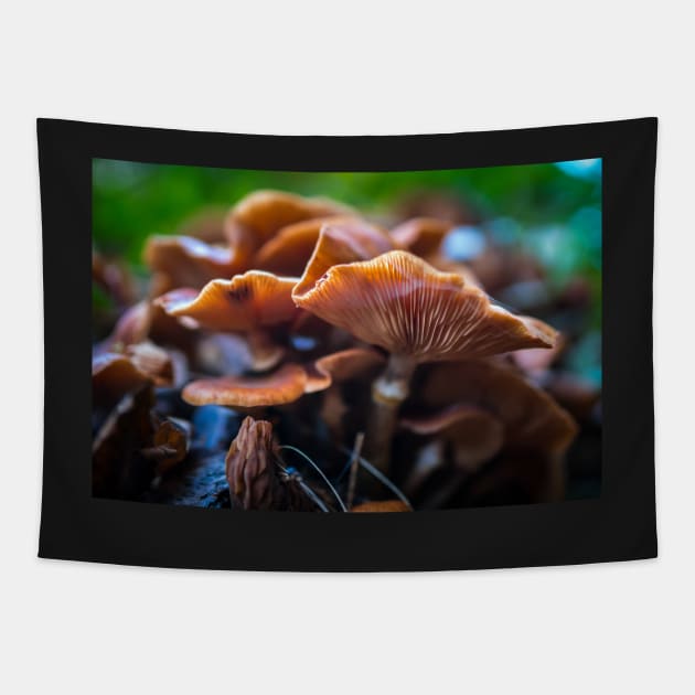 Honey mushrooms cluster Tapestry by naturalis