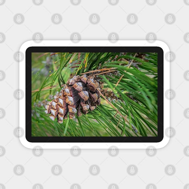 Pine cone Magnet by CanadianWild418