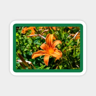 Tiger Lily Magnet