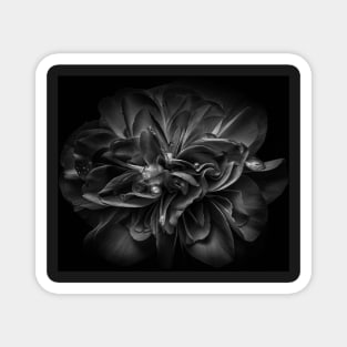 Backyard Flowers In Black And White 67 Magnet