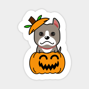 Funny grey dog is in a pumpkin Magnet