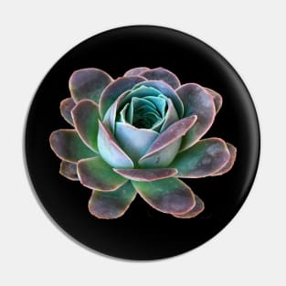 Aeonium diplocyclum Greenovia Pin