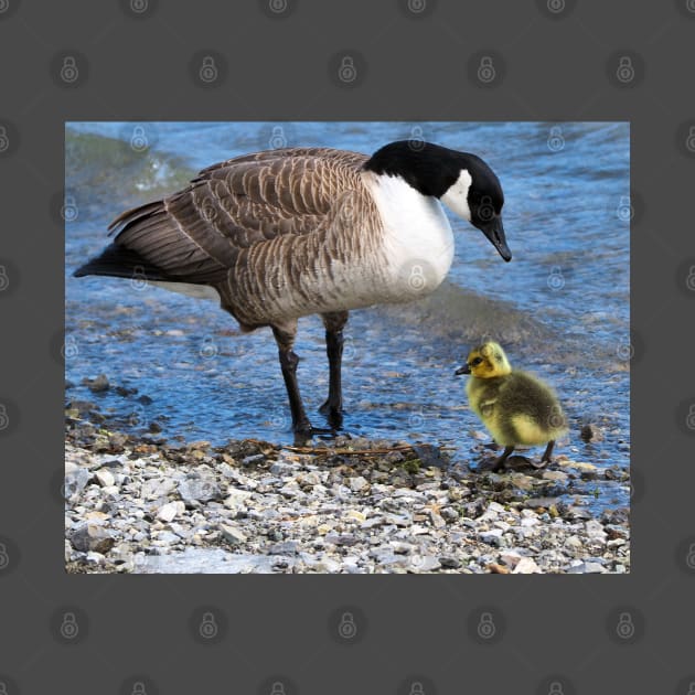 Canada Goose and Its Gosling Along The Shore by BackyardBirder