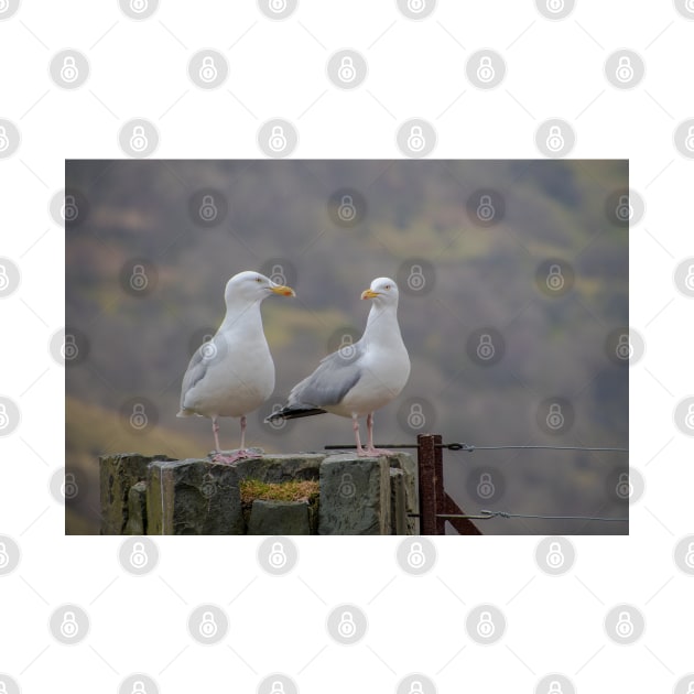 Two Seagulls sitting on a fence by Russell102