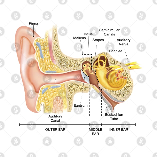 Anatomy of The Ear by Bugsponge