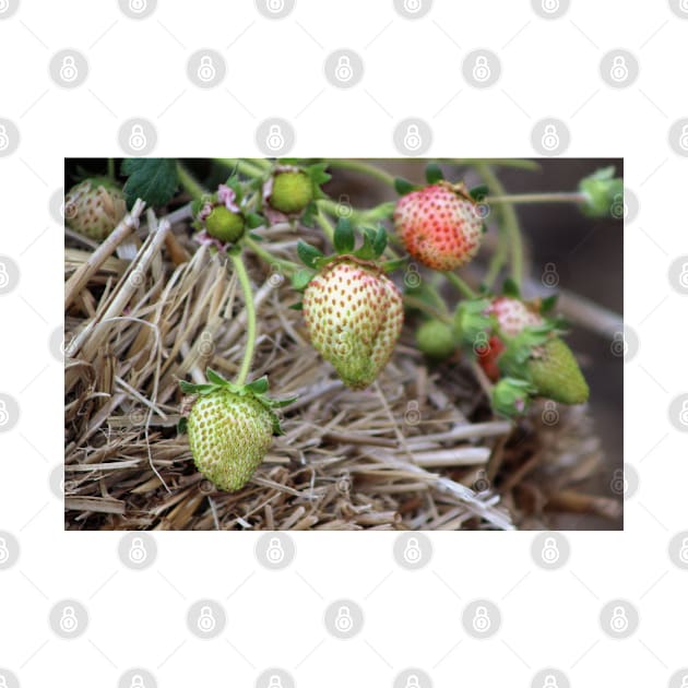 Ripening Strawberries Photograph by ButterflyInTheAttic