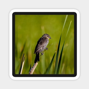 Female Red Wing Blackbird Perched on a Reed Magnet