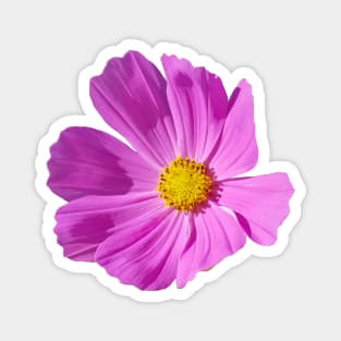 Hot Pink Cosmos Flower for Mothers Day Magnet