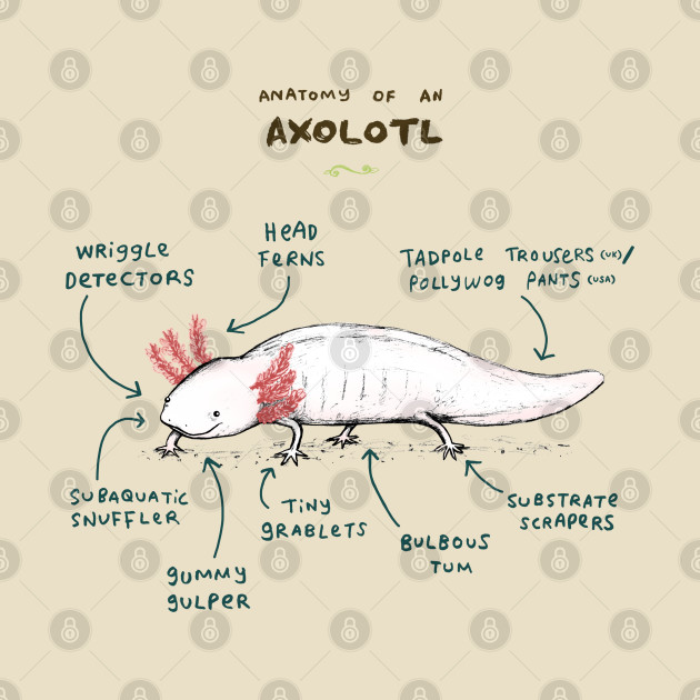 Anatomy of an Axolotl - Axolotl - Phone Case