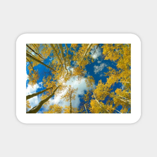 Looking Up At Blue Sky Through A Canopy Of Fall Colored Aspen Trees Magnet by RhysDawson