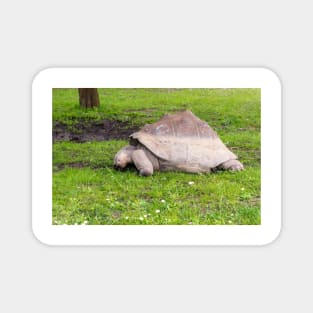 Giant tortoise eating grass Magnet