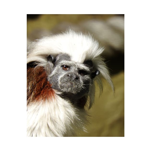 Cotton-top Tamarin by kirstybush