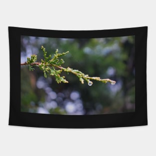 Water drops on pine tree Tapestry