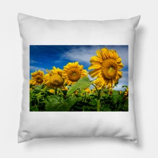 Sunflowers 3 Pillow