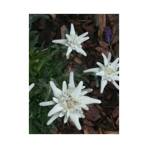 Edelweiss by ephotocard