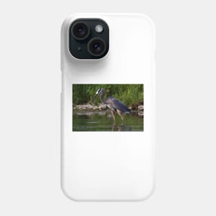 Great Blue Heron catches fish Phone Case