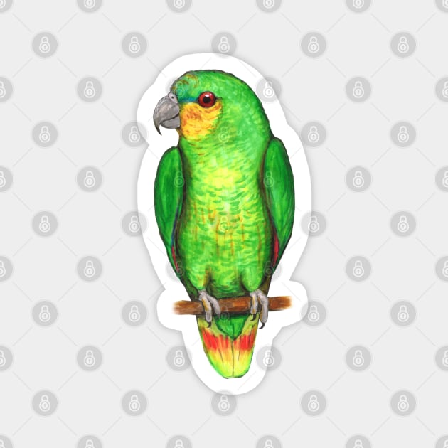 Orange winged amazon parrot Magnet by Bwiselizzy