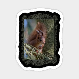 Pure Wildlife: Cute Squirrel Magnet