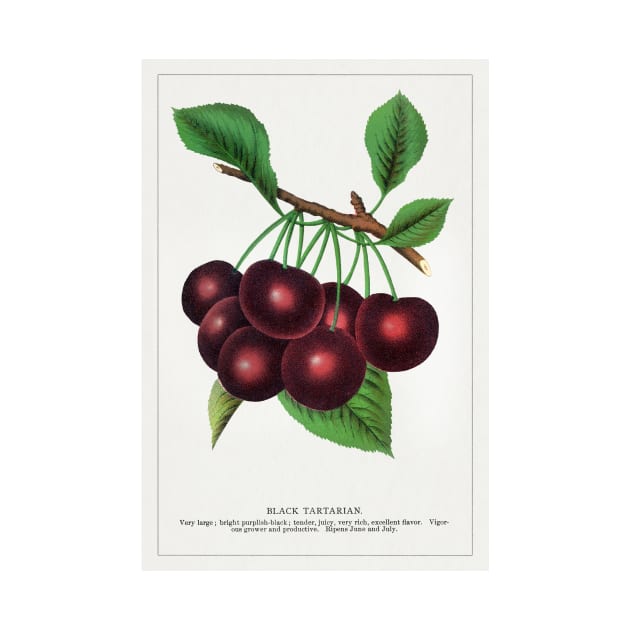 Black Tartarian Cherry Lithograph (1900) by WAITE-SMITH VINTAGE ART