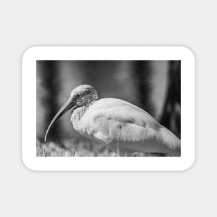 Gatorland American white ibis black and white Magnet