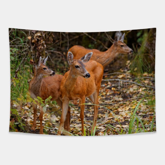 A Trio of Blacktail Deer in the Forest Tapestry by walkswithnature