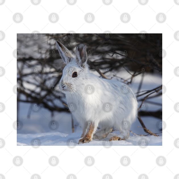 Snowshoe hare by Jim Cumming