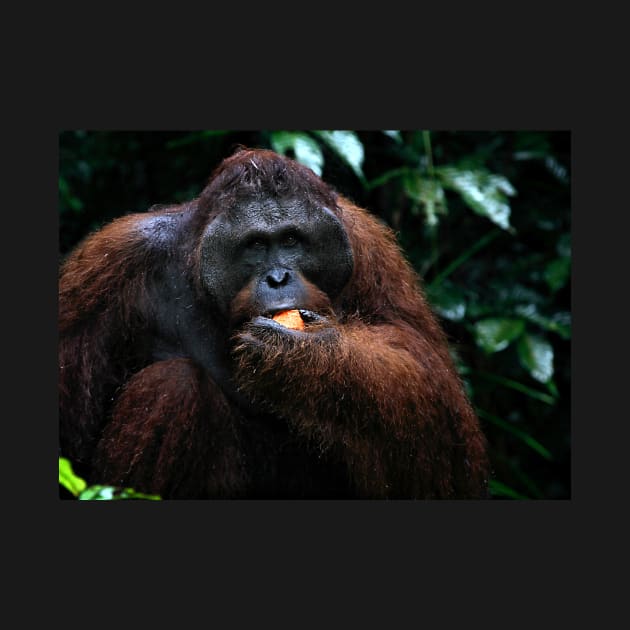 "George" Large male Orangutan, Borneo by Carole-Anne