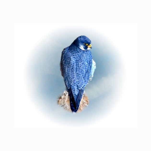 Falcon by Guardi