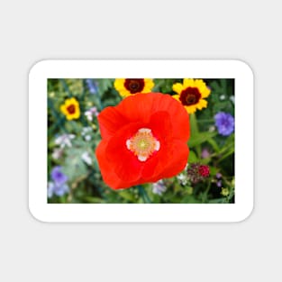 Red weed on the floral meadow color background Magnet