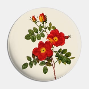 Wild Rose Antique Botanical Illustration Pin