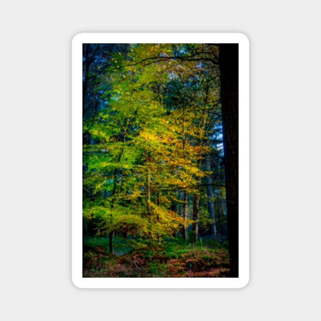 Autumnal Woodland Magnet by Femaleform