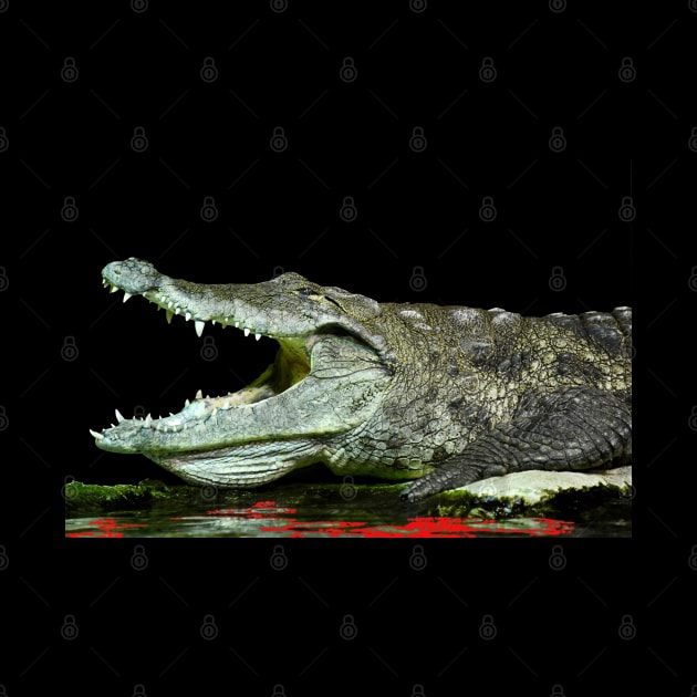 Alligator / Swiss Artwork Photography by RaphaelWolf