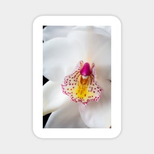 White Orchid Close up Magnet