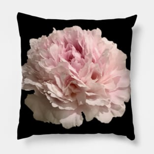 Pale Pink Peony Close-up Pillow