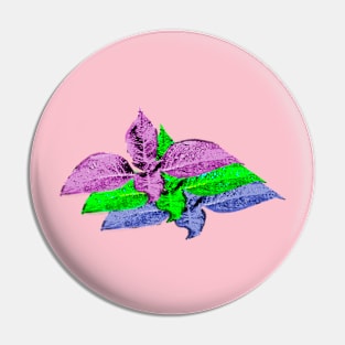 Salvia divinorum - Psychedelic tri-leaves shamanic plant Pin