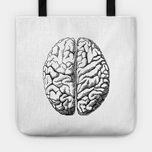 Human brain anatomy Tote