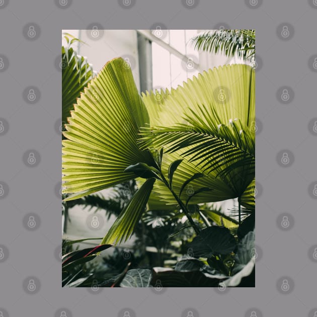 Beautiful Tropical Plant by Vitalware